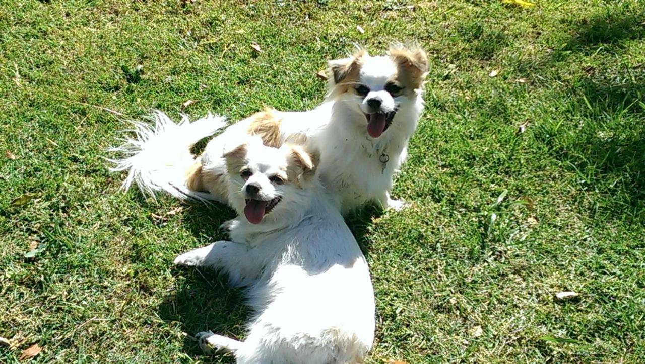 Hostal Tropical Coast Retreat - Pet Friendly - Adult Only Kingscliff Exterior foto
