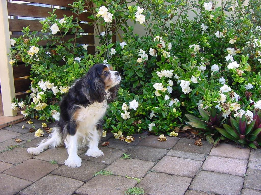Hostal Tropical Coast Retreat - Pet Friendly - Adult Only Kingscliff Exterior foto