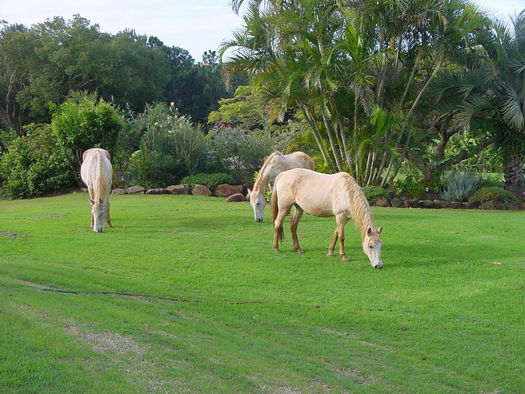 Hostal Tropical Coast Retreat - Pet Friendly - Adult Only Kingscliff Exterior foto